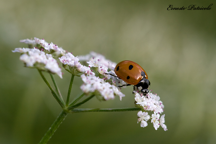 da identificare: Coccinella septempunctata